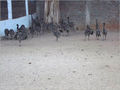 Emu birds