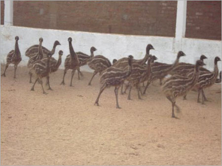 EMU पक्षी और चूजे