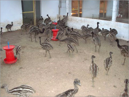 एमु उत्पाद
