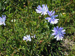 Kasni (Chicory) Herbal Extract