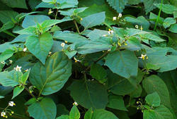 Makoi 25% Saponins Extract