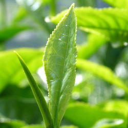 ग्रीन टी (50% पॉलीफेनोल) का सत्त