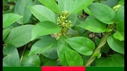 Gurmar 25%