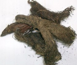 Jatamasi Herbal Extract