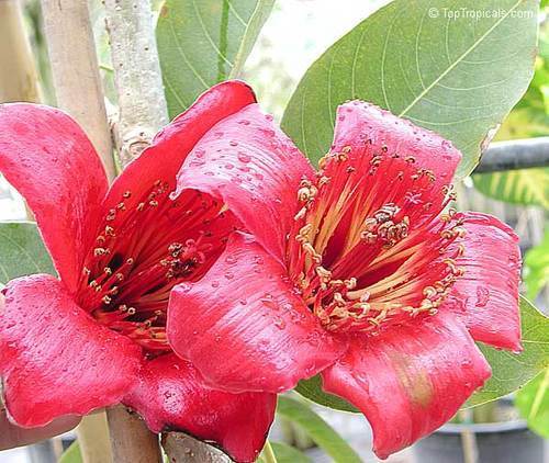 मोक्रस ( सलमालिया मालाबारिका )