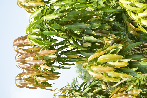 Kothapalli Kobbari Mango