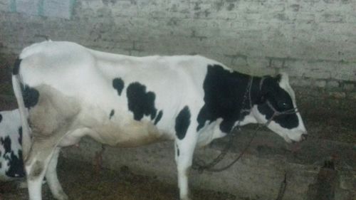 शुद्ध एचएफ गाय