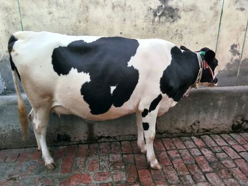 एचएफ नस्ल की गाय