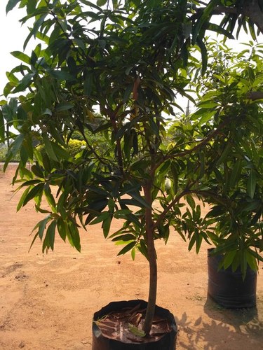 Royal Special Mango Plant
