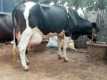 करनाल में Holstein Friesian गाय आपूर्तिकर्ता