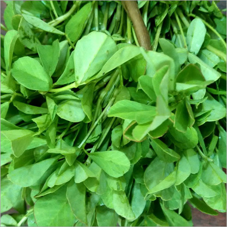 कसूरी मेथी