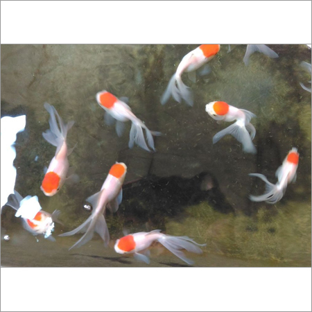 लिची मछली
