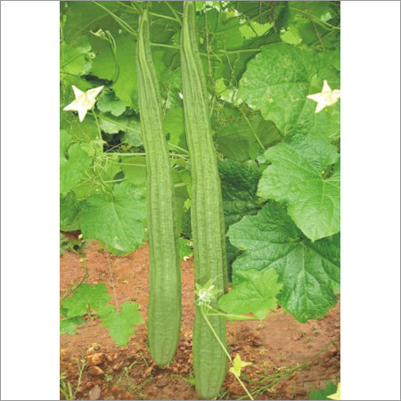 Ridge Gourd Seeds - Hybrid Variety , Dark Green Color, 30-35 cm Fruit Length with Early Maturity and High Nutrient Content