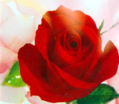 गुलाब की खुशबू