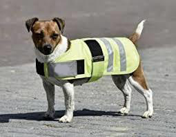 कुत्तों के लिए रग्स और कंबल