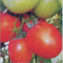 उर्बाशी - टमाटर एफ-1 हाइब्रिड बीज