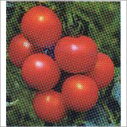 Nutan - Tomato F-1 Hybrid Seeds