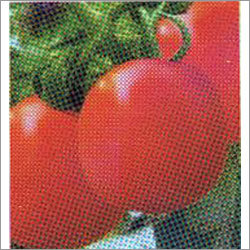 रानी - टमाटर F-1 हाइब्रिड बीज