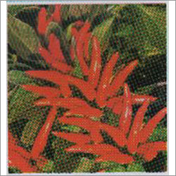 सूर्य - मिर्च F-1 हाइब्रिड बीज