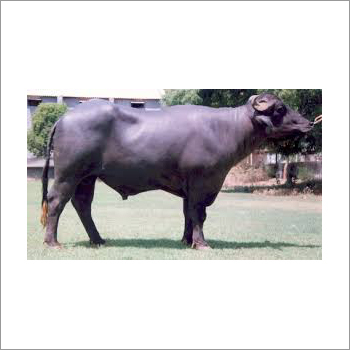 मुर्रा काला बैल