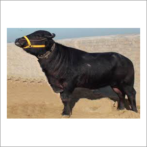 मुर्रा प्रजनन बैल