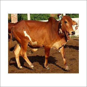 सहीवाल डेयरी बैल