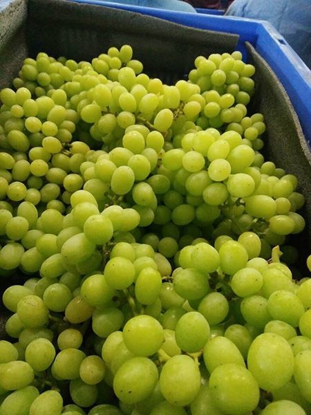 Fresh Grapes