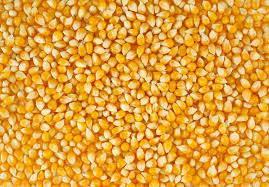 Maize seed