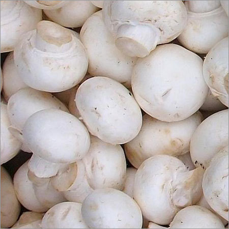 Fresh Mushroom