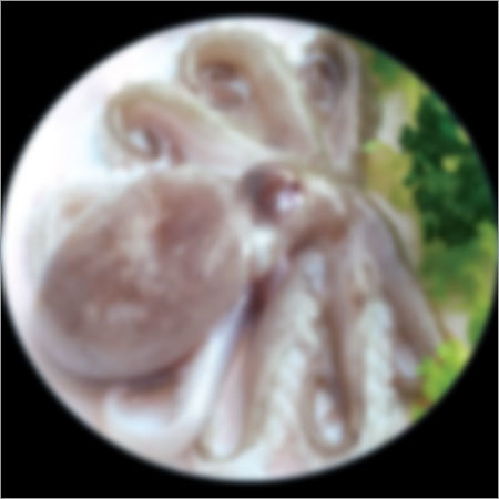 Frozen Fish Products