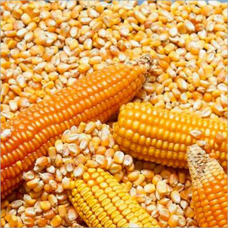 Maize
