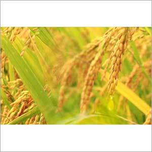 राइस ब्रान ऑयल