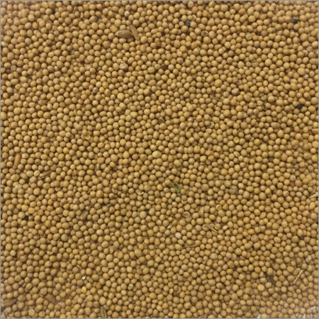 सरसों का पीला बीज