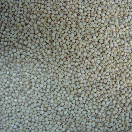 White Sorghum