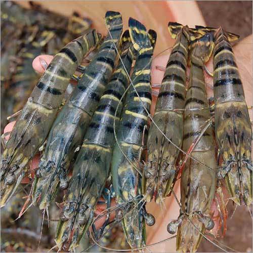 Frozen Seafood Products