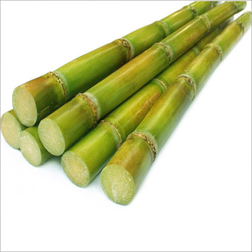 Green Sugar Cane