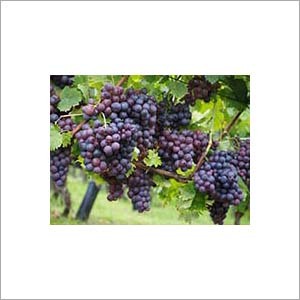 Grape extract