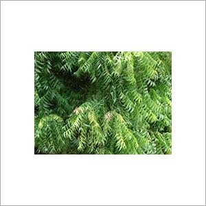 Neem Extract - 10% - 50% Concentration, Green Color | Solvent Extracted, Suitable for Agriculture and Cosmetics