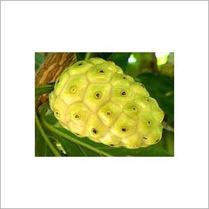 Noni Extract - 100% Cold-Pressed Liquid, Green Color Bottled for Refrigerated Storage with 1 Year Shelf Life