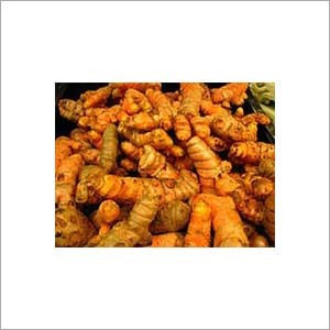 Turmeric Extract