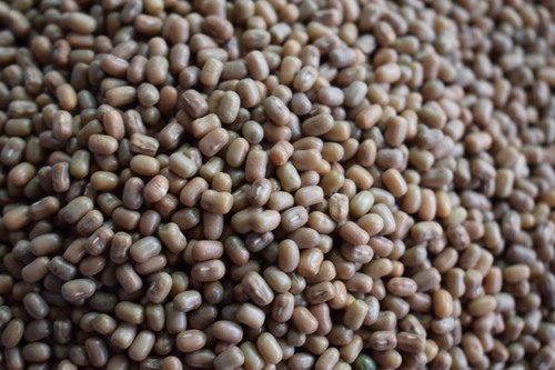 ऑर्गेनिक होल मोथ डाल