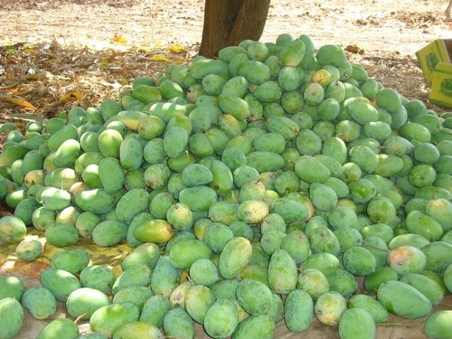 हरे आम