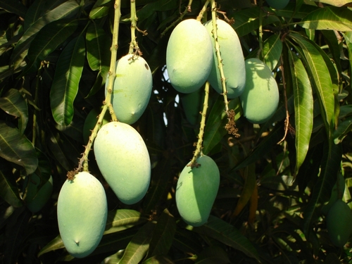 ताजा आम