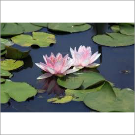 कमल का पानी