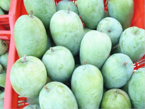 ताजा केसर आम
