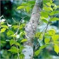 पालमारोसा तेल