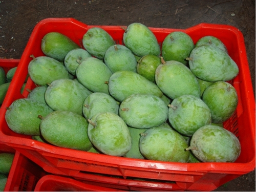 आम
