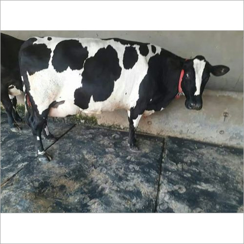 HF गाय आपूर्तिकर्ता