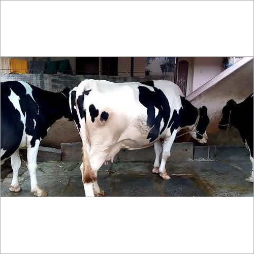 कर्णाल में एचएफ गाय आपूर्तिकर्ता