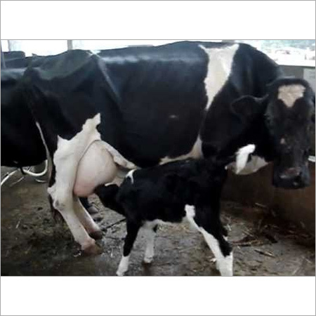 हरियाणा में HF गाय आपूर्तिकर्ता